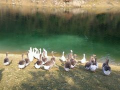 -千岛湖东南湖区