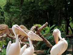 -常州淹城野生动物世界