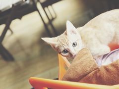 -Cappucimeow猫咪咖啡馆(韦伯时代店)