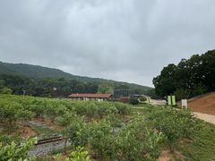 -金石滩蓝莓谷庄园