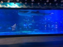 -烟台海昌鲸鲨海洋公园