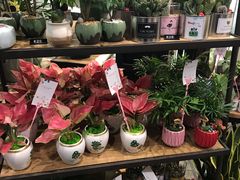 -豆豆花艺(新光天地店)