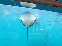 -瑞德姆美人鱼海底演艺主题餐厅(亚龙湾店)