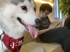 -Husky Go! 哈士奇体验馆·宠物咖啡厅狗咖