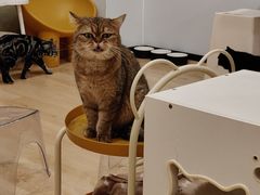 -有喵·猫咖·狗咖·30几只猫10只小狗(岗厦店)