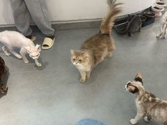 -琪喵猫屋·撸猫猫咖·猫舍