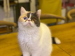 -平行世界·猫咖(首经贸店)
