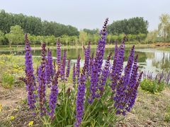 -东郊湿地公园