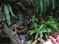 -Fern Forest Cafe
