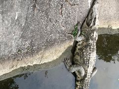 -广州长隆飞鸟乐园