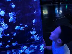 -烟台海昌鲸鲨海洋公园