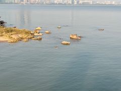 -深圳湾公园(南山区)