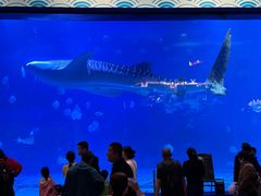 -烟台海昌鲸鲨海洋公园