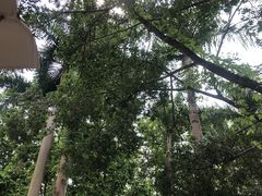 -金花茶公园