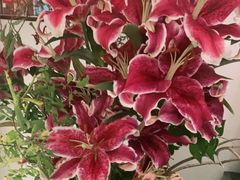 -旺顺阁·北京菜(北辰上品+)