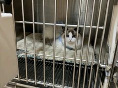 -米苏动物医院·犬猫专科·骨科外科内窥镜