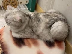 -飞行喵MR PILOT|猫舍·猫咖(静安大融城店)