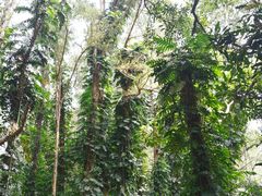 -华南国家植物园-售票处