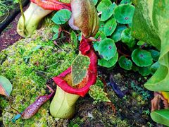 -昆明植物园
