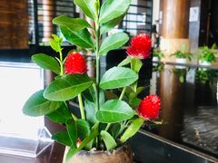 -逸廊大堂吧-下午茶·简餐-千岛湖自由洲际殿