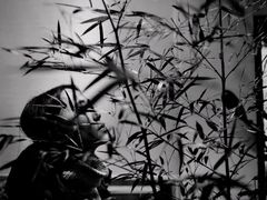 -柴务处·柴犬主题狗咖