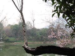 -桃花岛景观公园