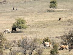 -塞罕坝国家级自然保护区