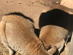 -费瑟代尔野生动物园