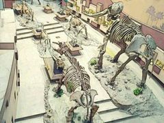 -陕西自然博物馆