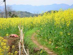 -桑洲油菜花景区