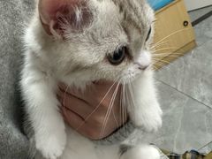 -美联众合爱康动物医院•复杂内科•肿瘤科•牙科•腔镜诊疗中心