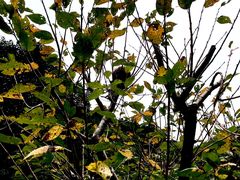 -宁波五龙潭景区