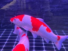 -顧家廚房·私家菜(翠岗润扬北路店)