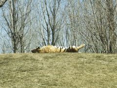 -北京野生动物园