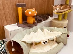 -COLOR PETS 撸猫馆·购猫·猫咖(长风大悦城店)