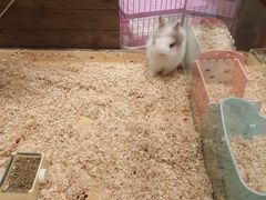 -龟与熊猫宠物公园(南坪店)