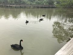 -溱湖国家湿地公园