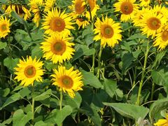 -汉长安城未央宫国家考古遗址公园