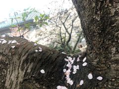 -武汉大学-樱园