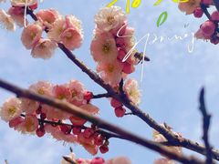 -无锡梅园公园