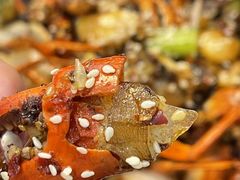 -休记光头香辣蟹干锅(绵竹店)