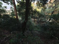 -杨家堂村