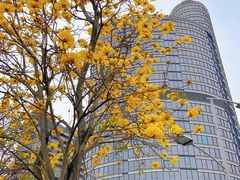 -洲头咀公园