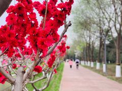 -大兴滨河森林公园