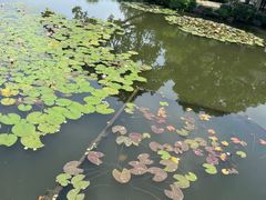 -西湖游船