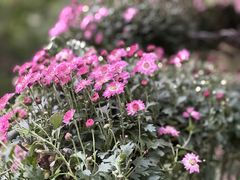 -杭州植物园
