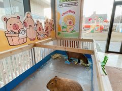 -廊坊固安福朋喜来登酒店