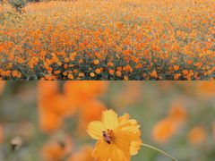 -帽儿山国家森林公园