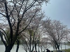 -羊山湖公园