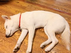 -柴务处·柴犬主题狗咖